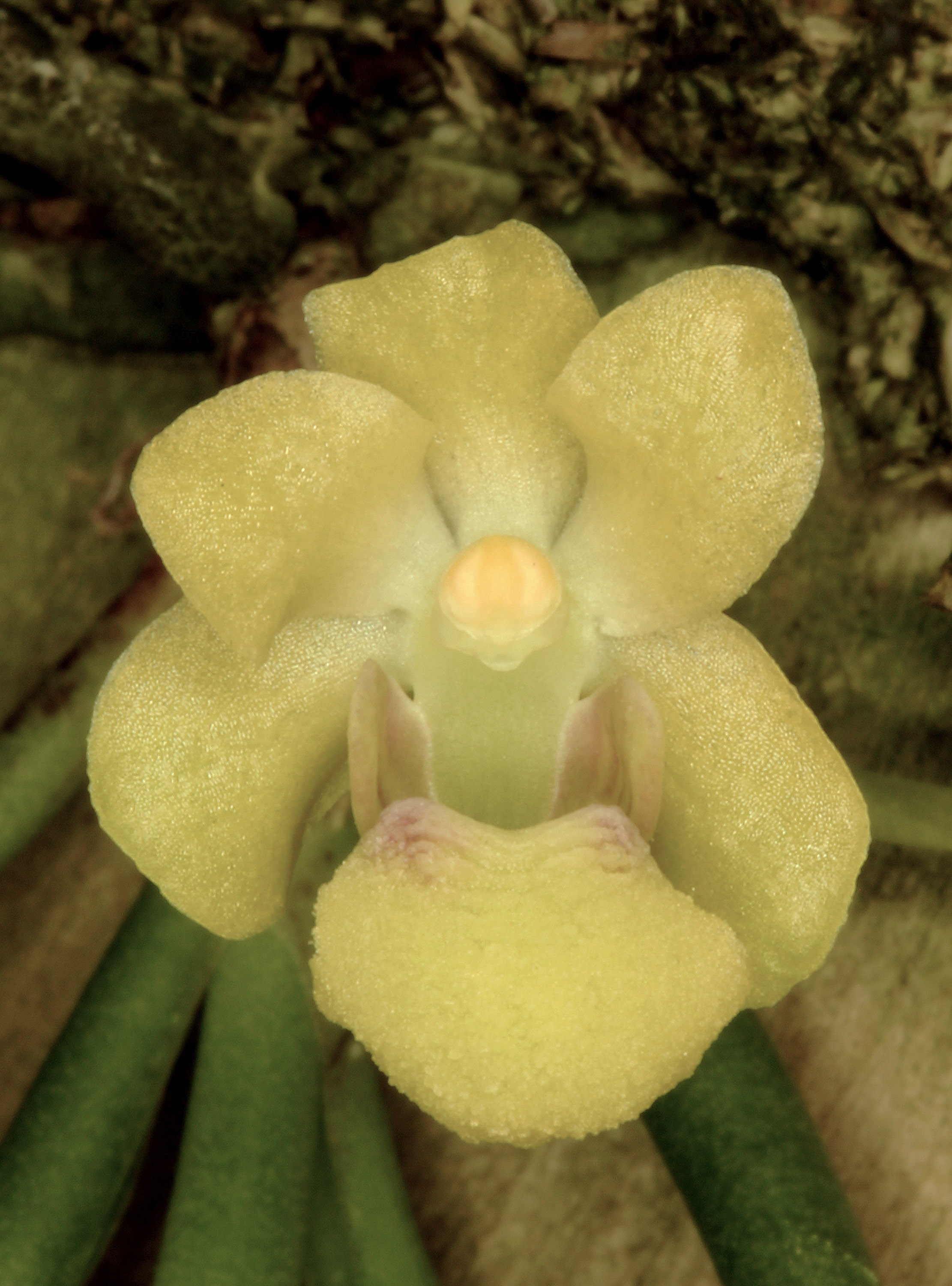 Holcoglossum