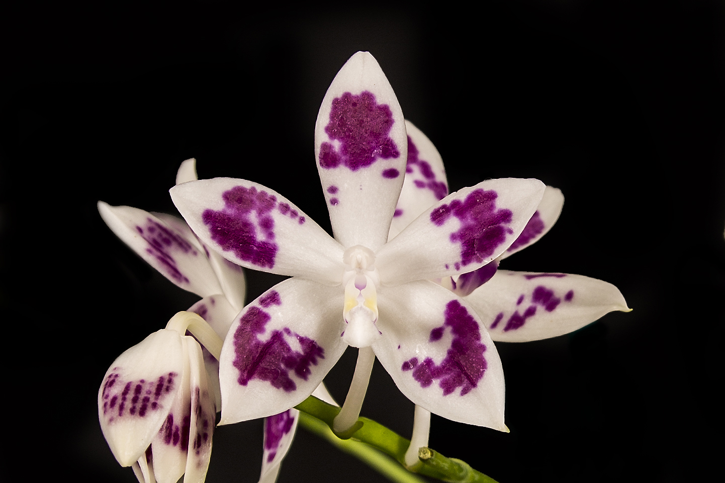 Phalaenopsis