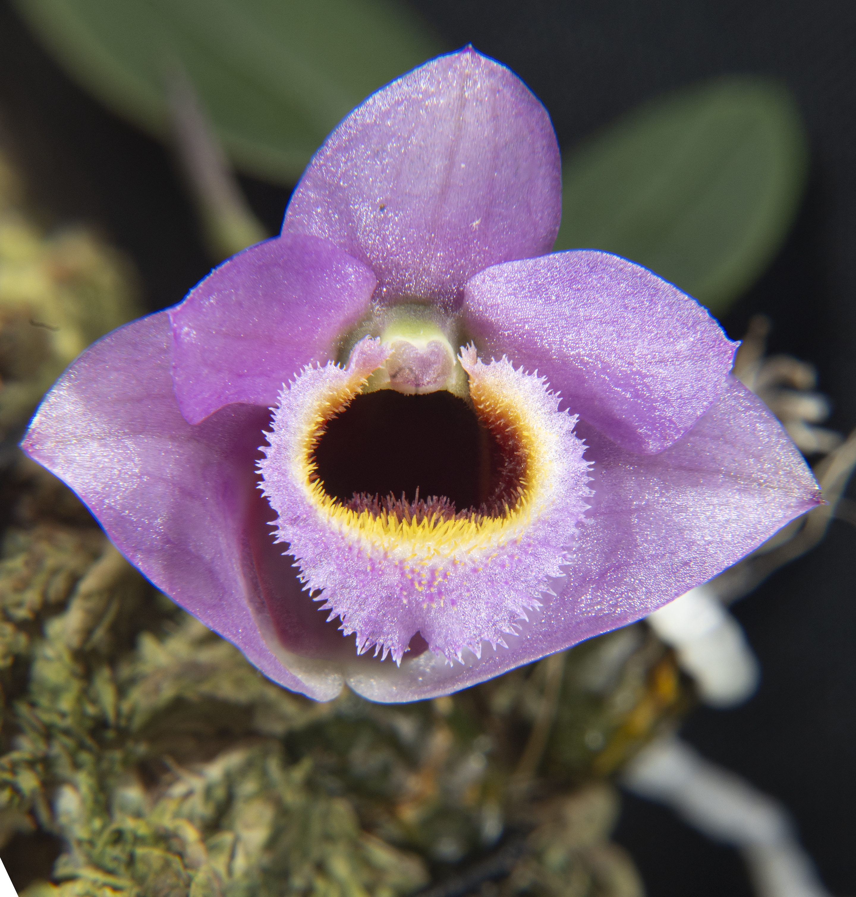 Dendrobium