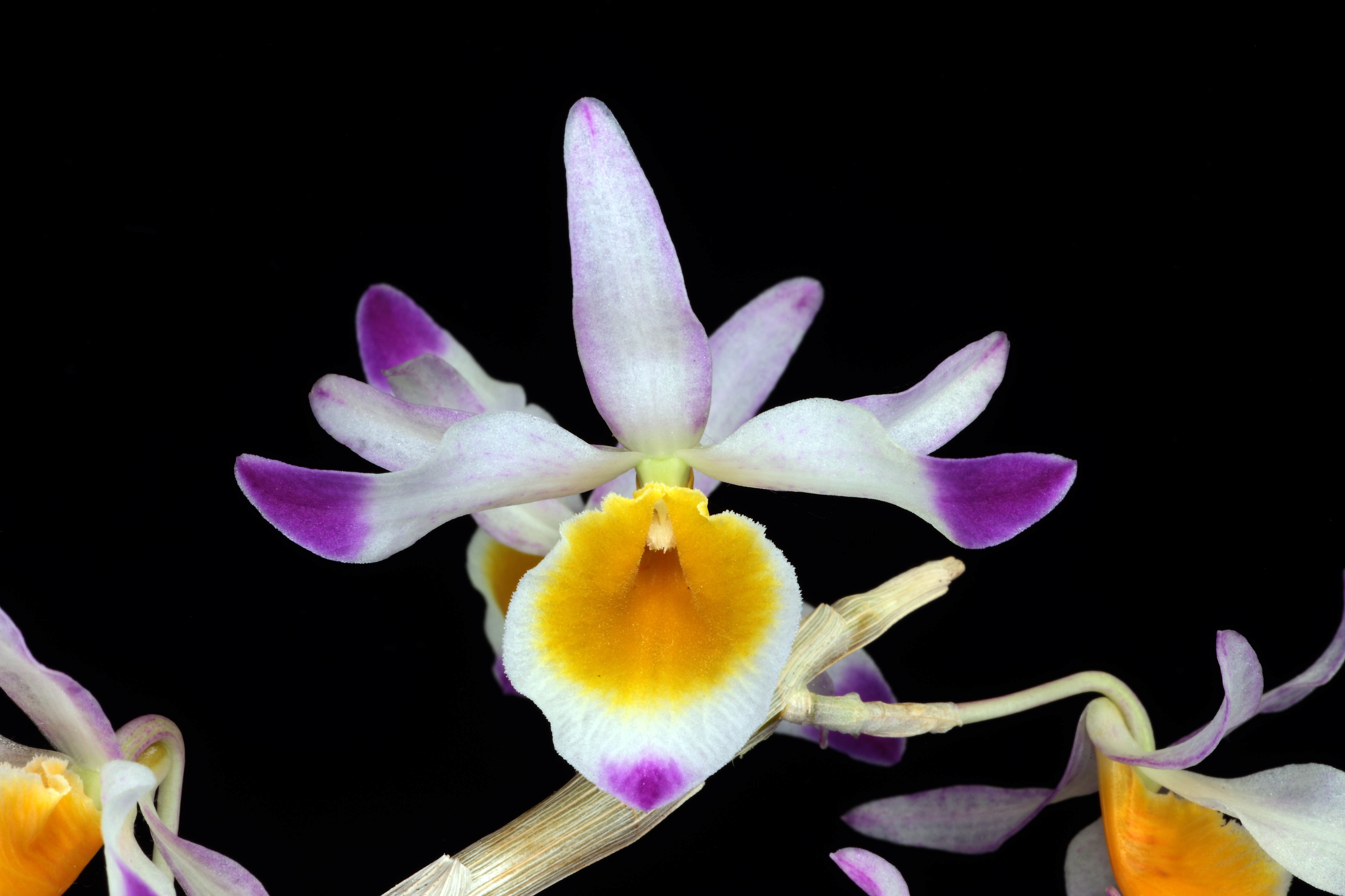 【未使用品】シンガポール $5 Dendrobium Crumenatum 銀貨 5 Dollars (Dendrobium Crumenatum) - Singapore – Numista