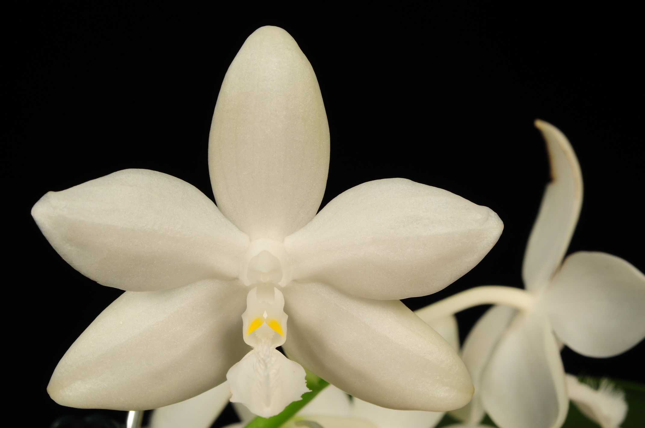 Phalaenopsis