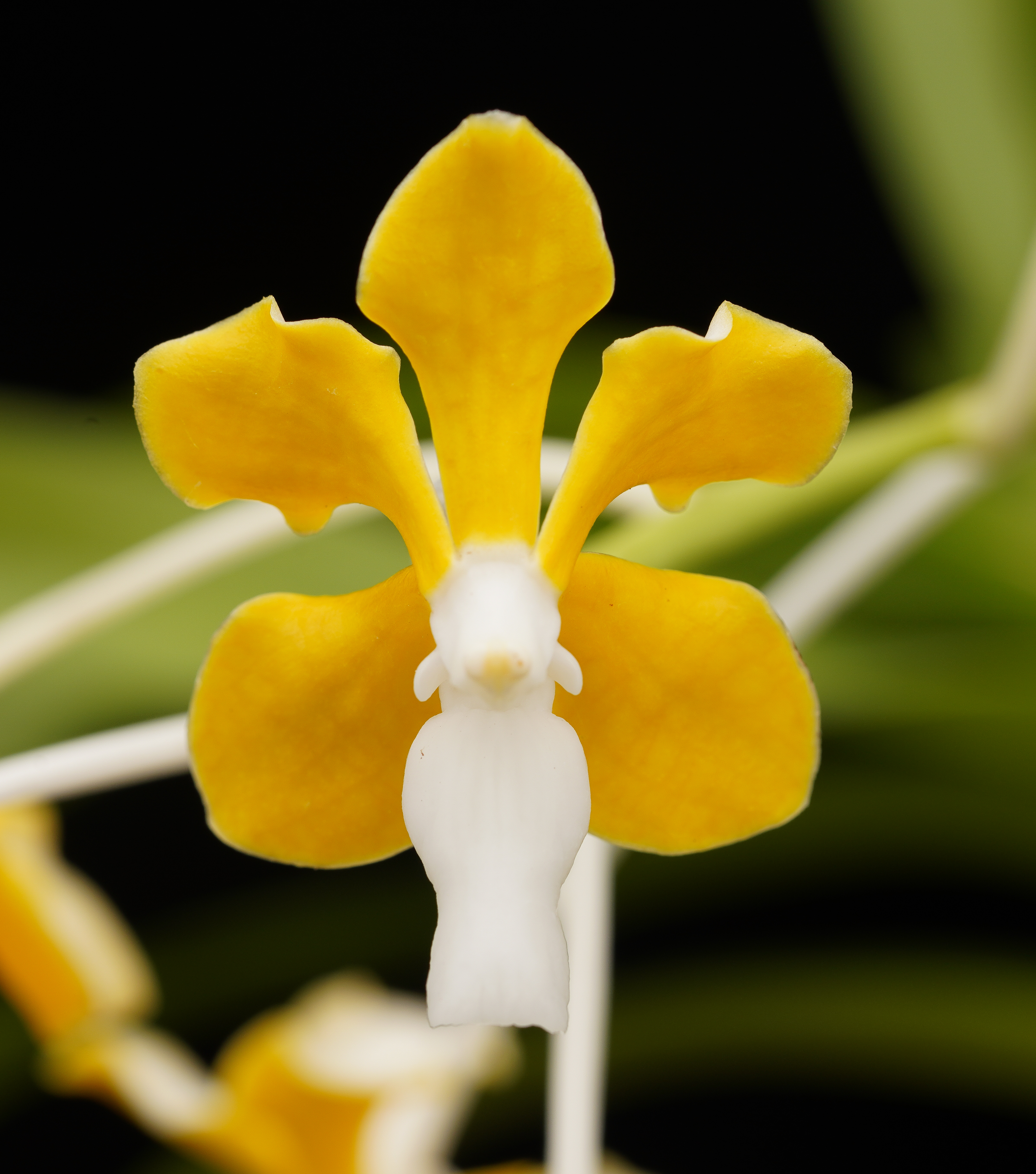 Vanda