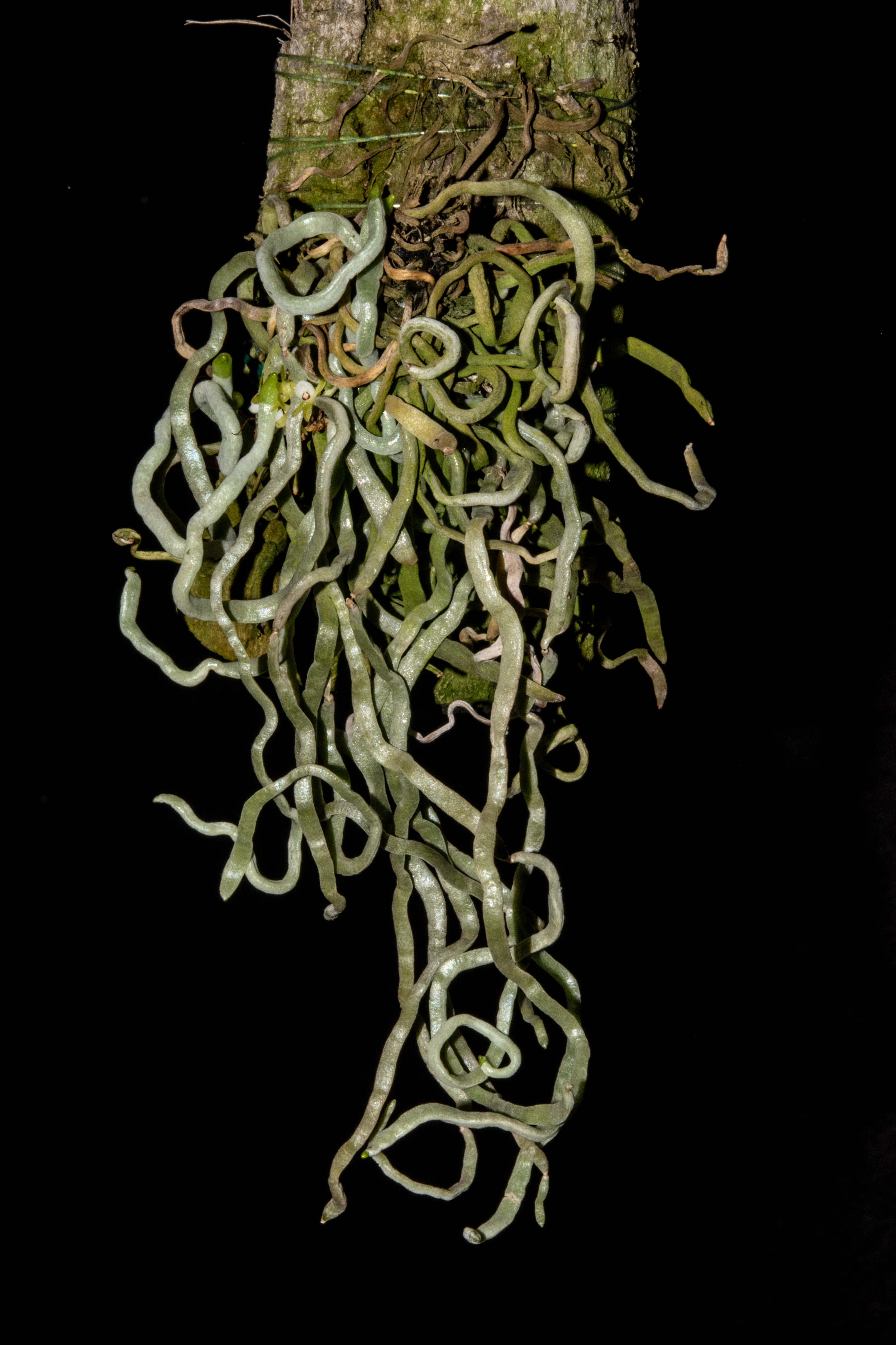 Taeniophyllum biocellatum 6 双眼のクモラン 原種洋蘭 野生ラン Taeniophyllum biocellatum - Wikimedia Commons