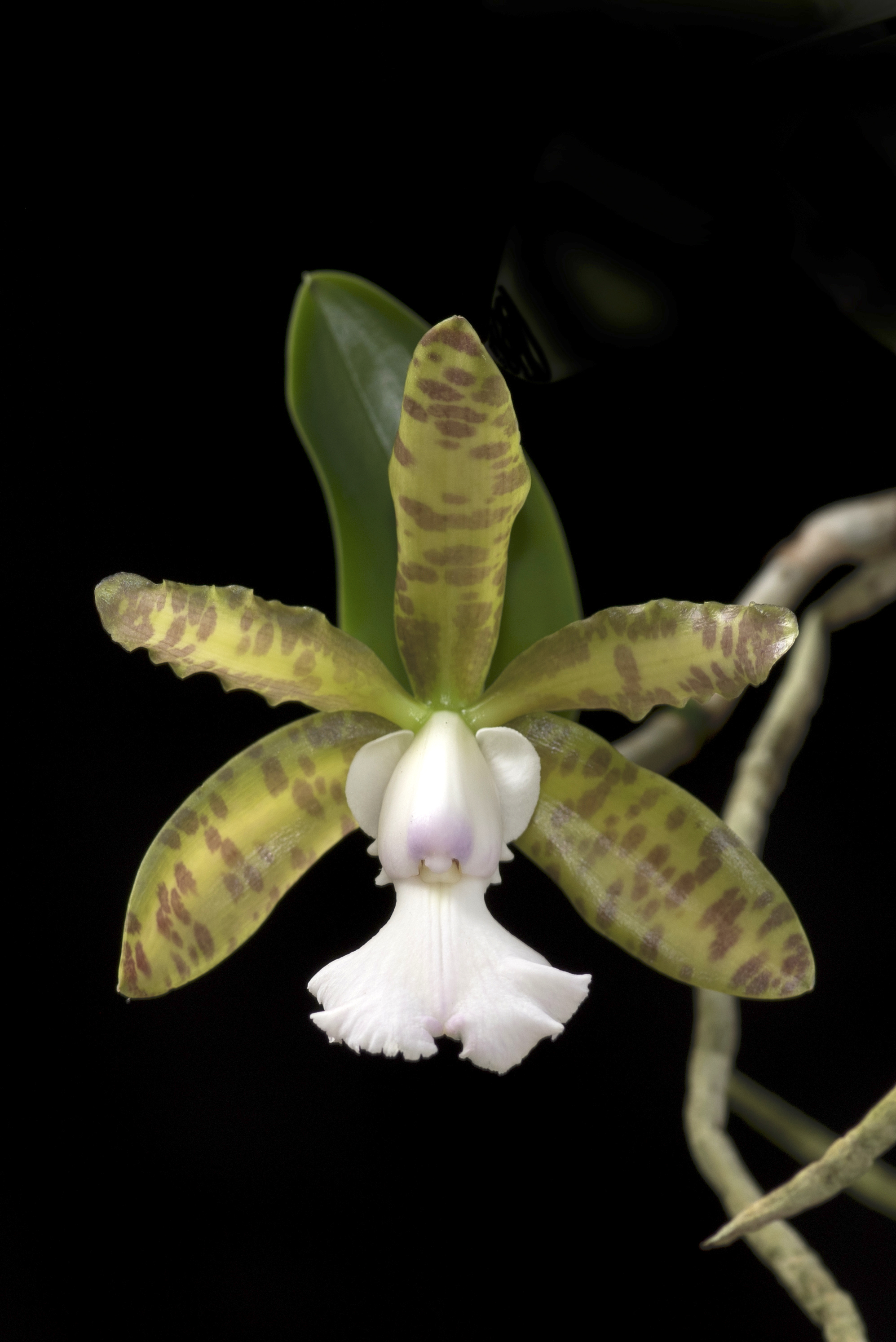 Cattleya