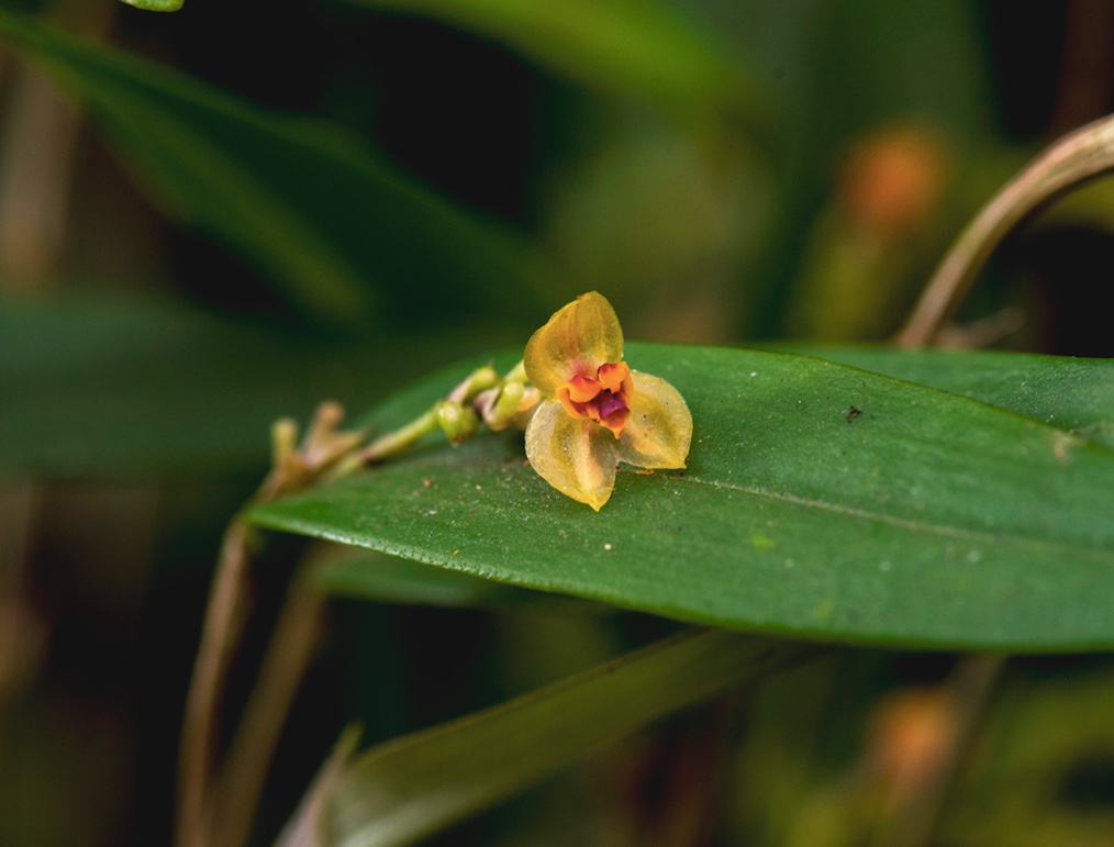 Lepanthes