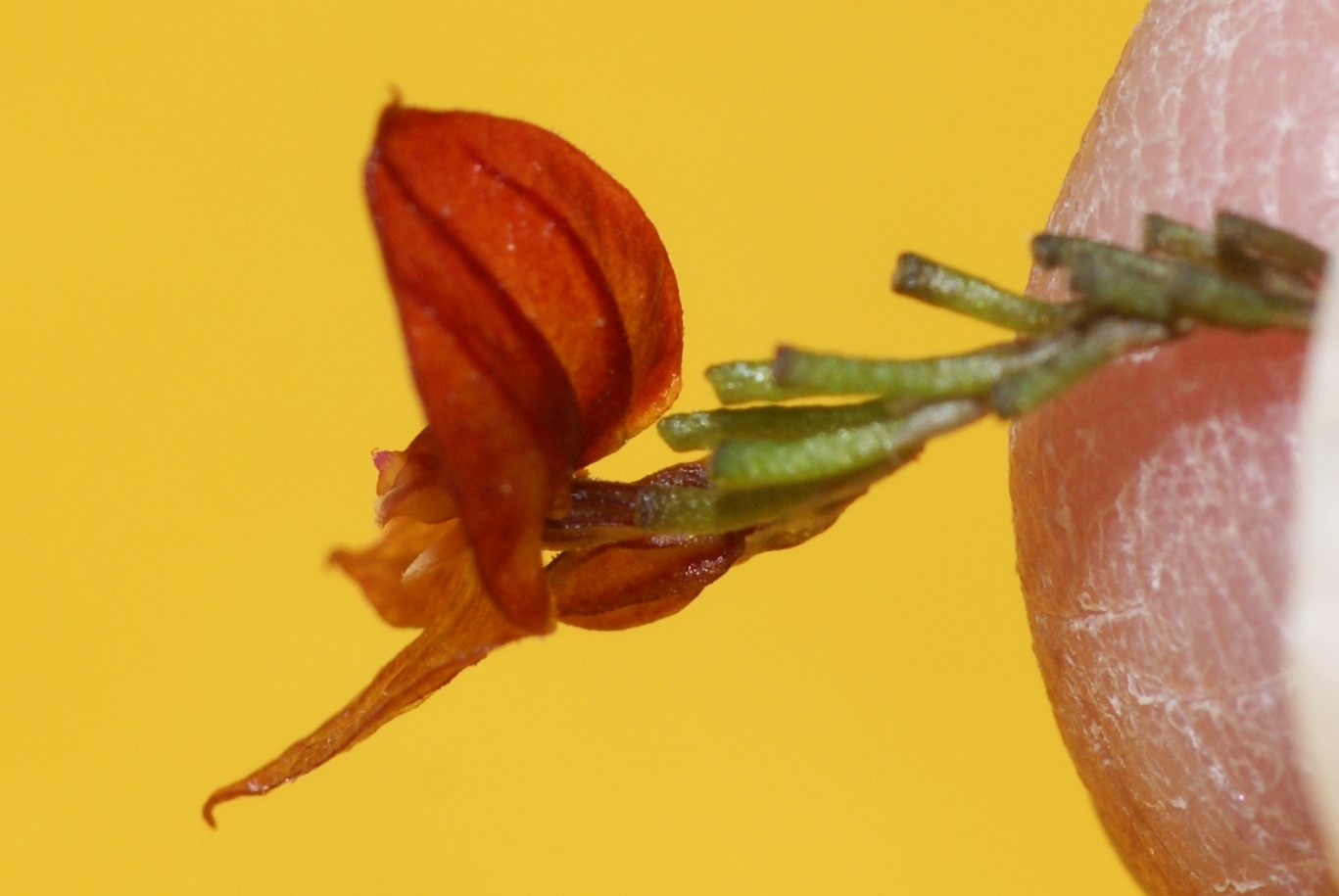 Lepanthes