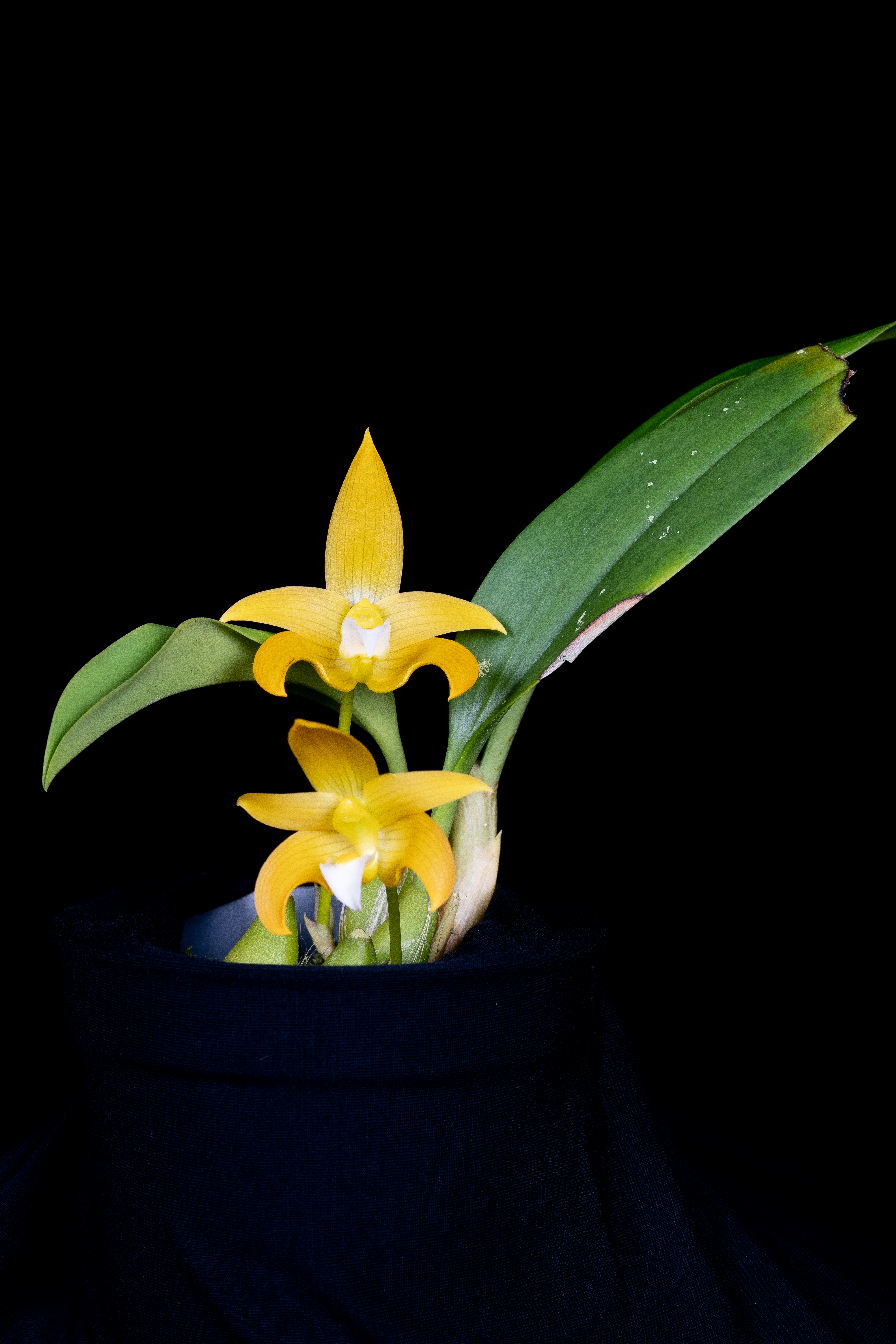 Bulbophyllum