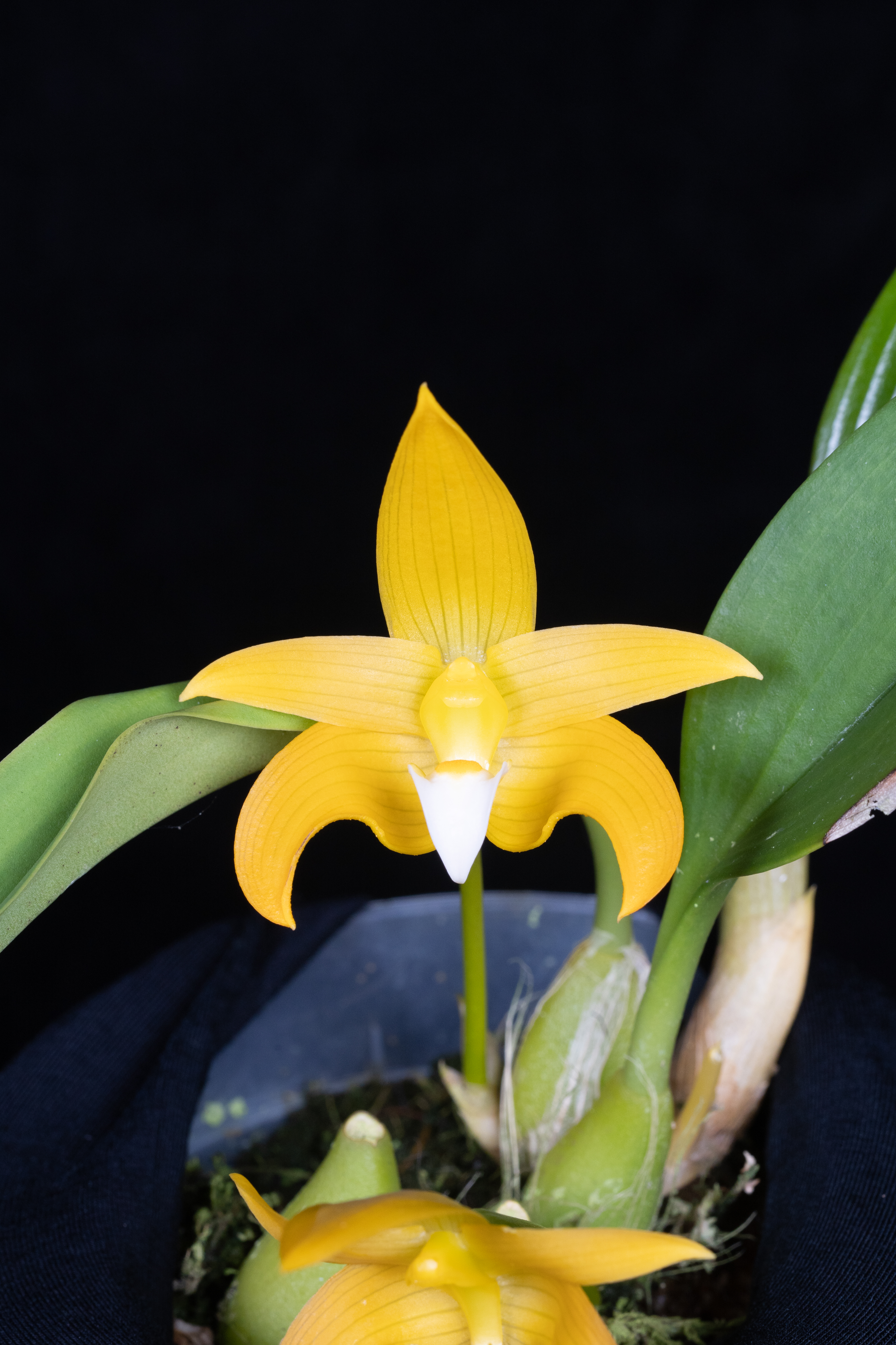 08/24 Bulb.claptonense aureum 'Daisen'(OG) 洋蘭 バルボフィラム