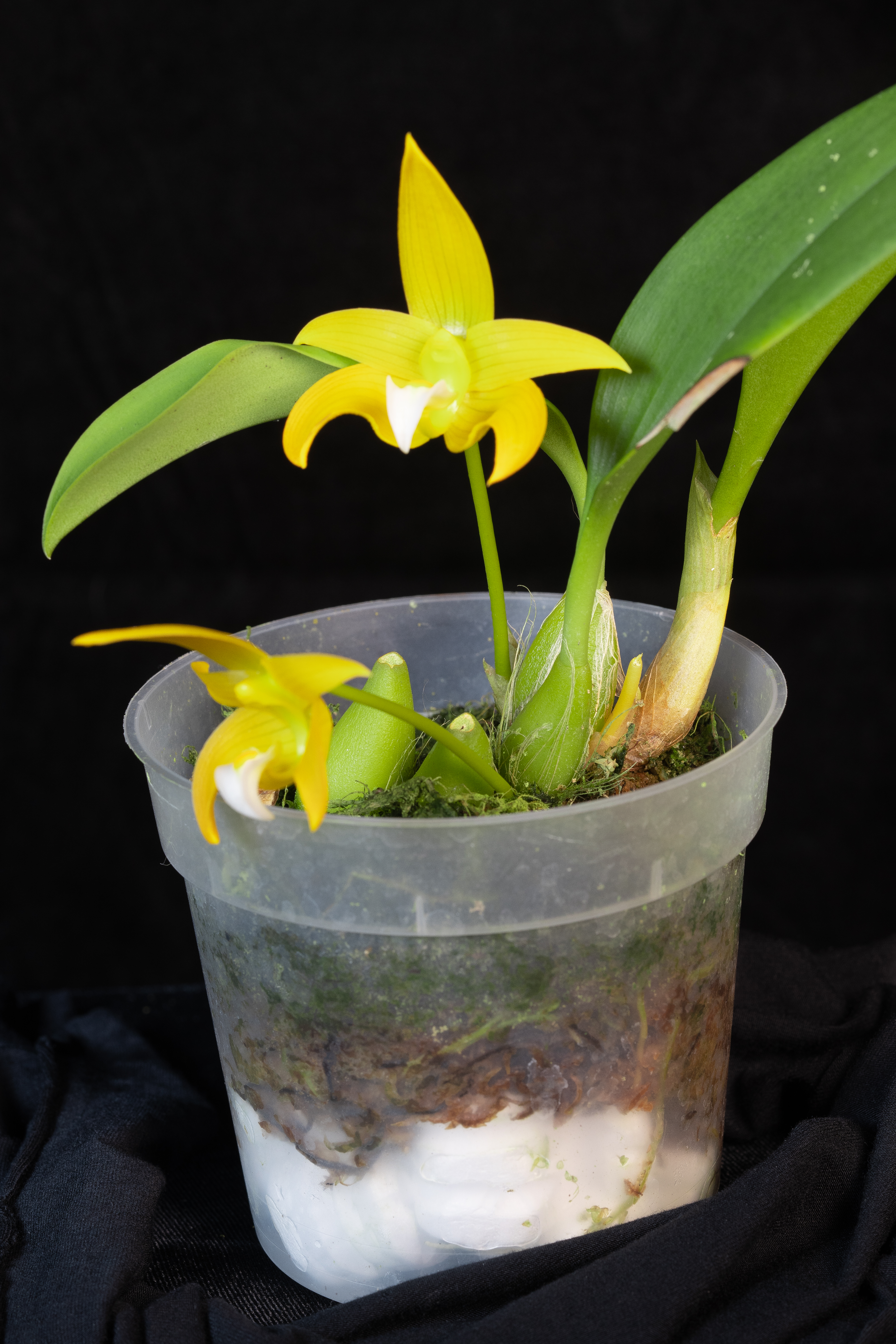 08/24 Bulb.claptonense aureum 'Daisen'(OG) 洋蘭 バルボフィラム