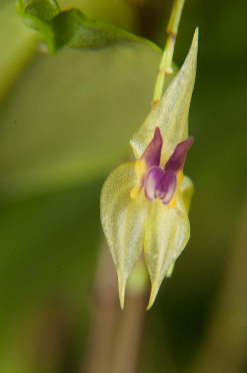 その他観葉植物 Lepanthes orchestris 99870-14.jpeg
