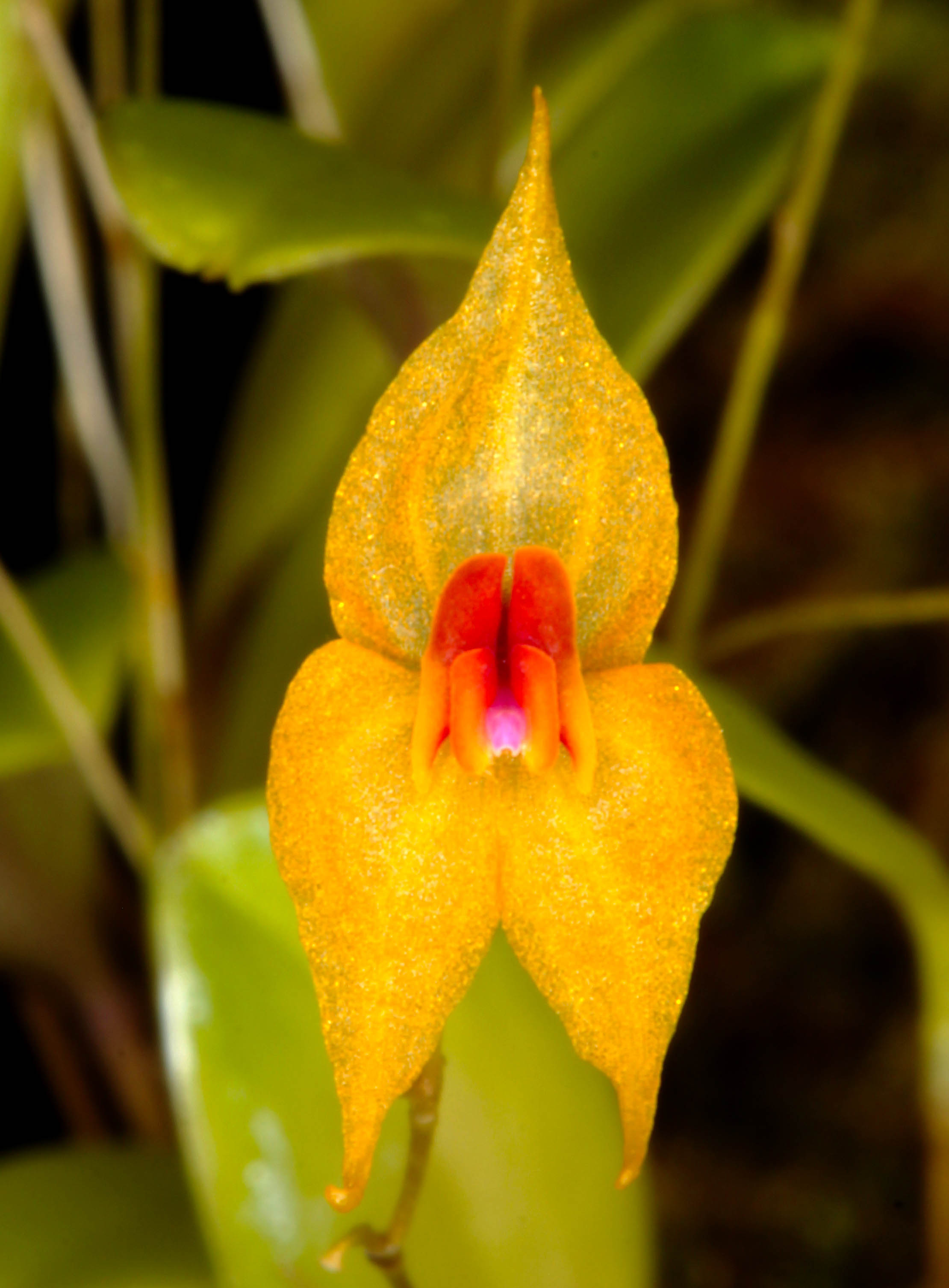 Lepanthes