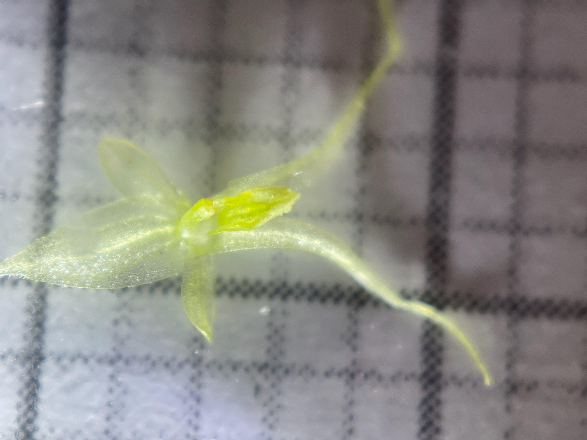 Trichosalpinx