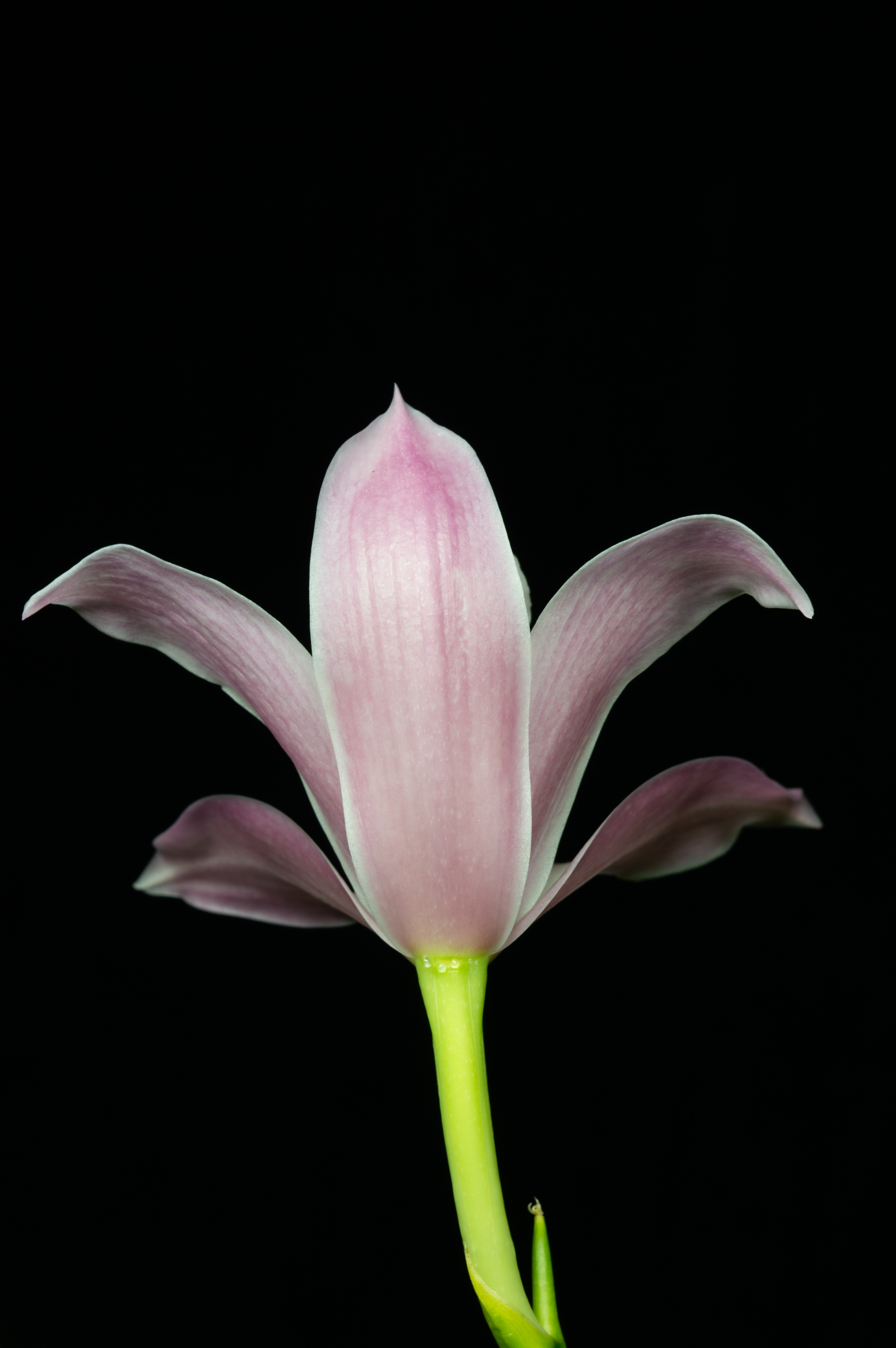 Cymbidium