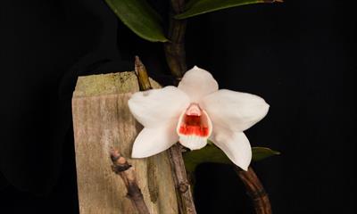 Dendrobium