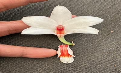 Dendrobium