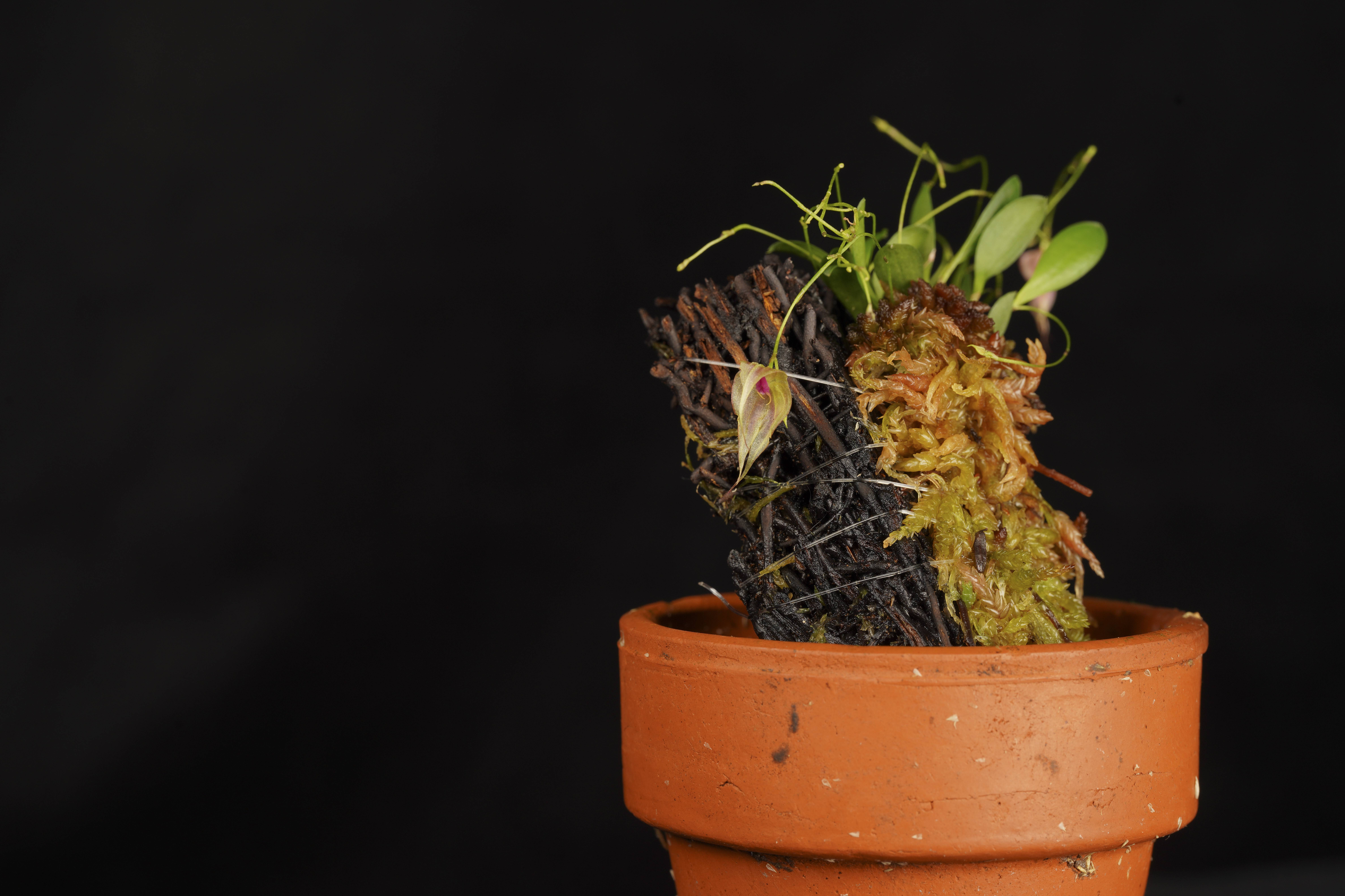 Lepanthes