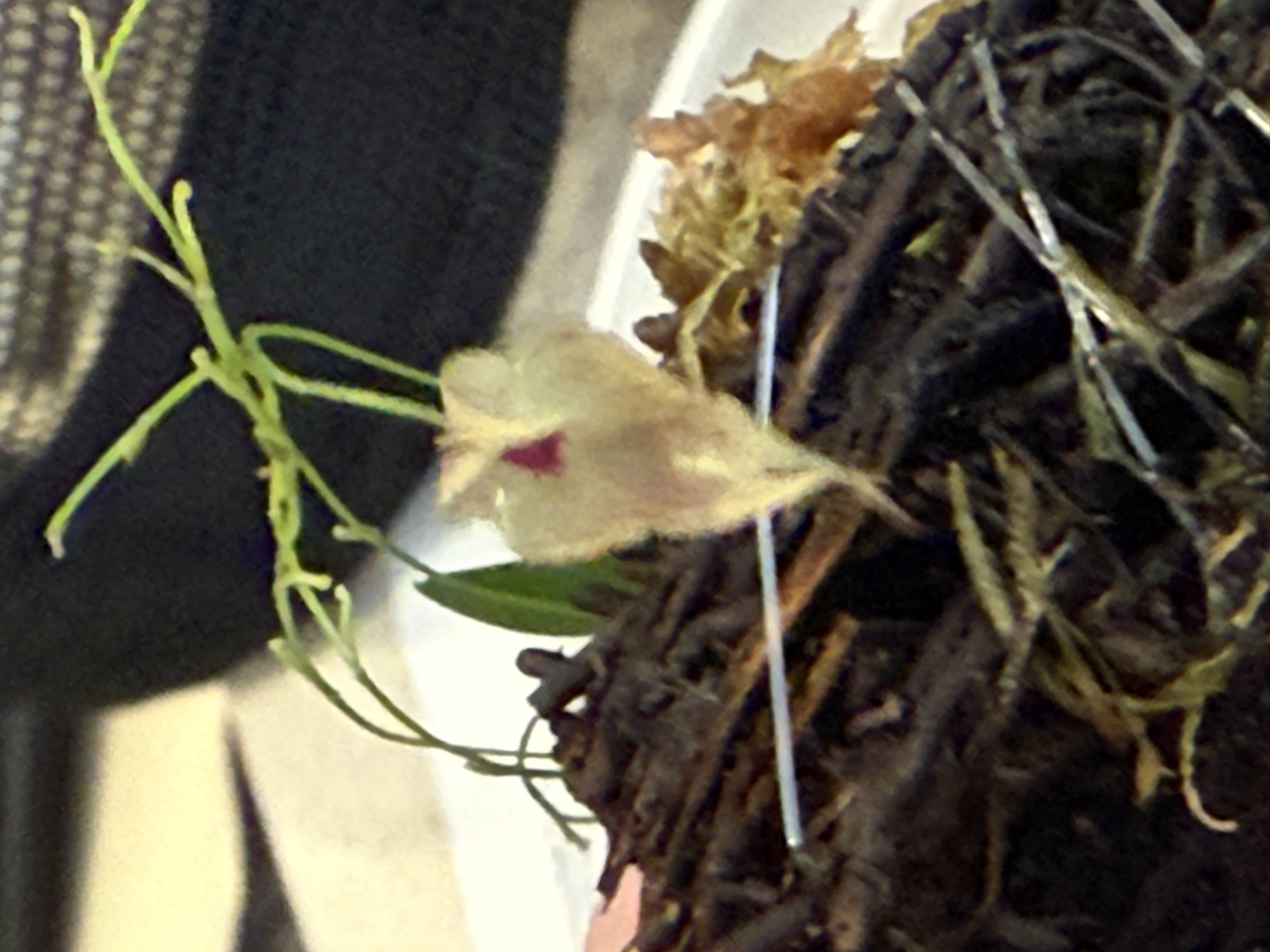 Lepanthes